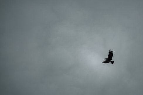black hawk in sky